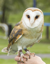 Owls & Birds Of Prey